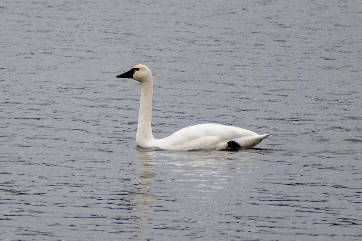 Tundra Swan - ML642310898