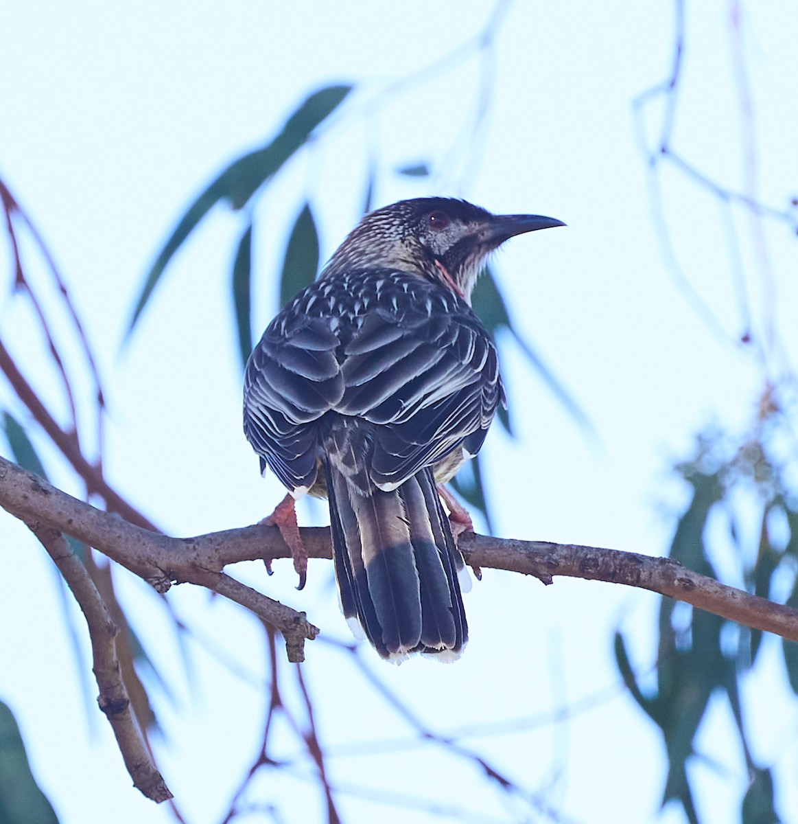 Red Wattlebird - ML642310899