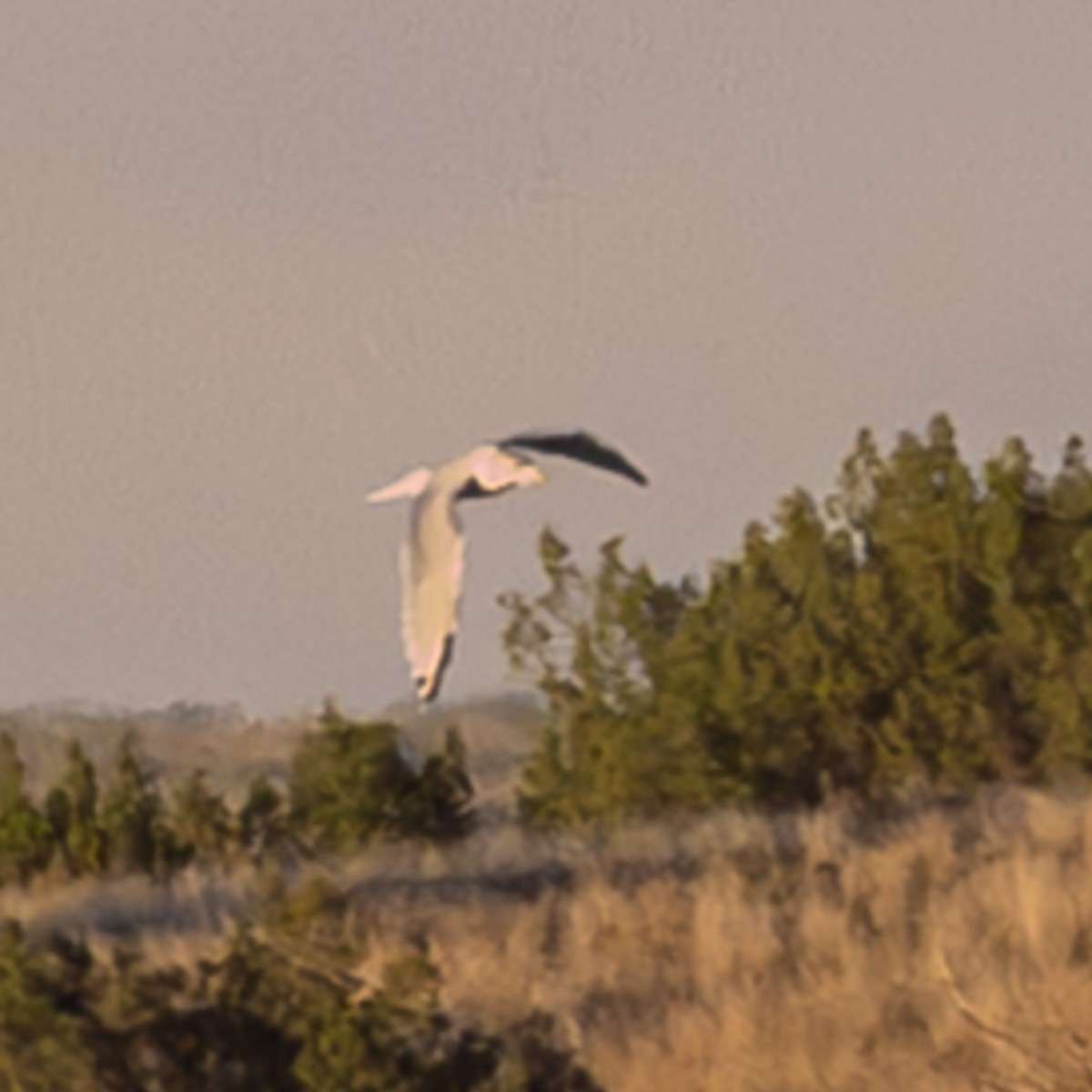 gull sp. - ML642310901