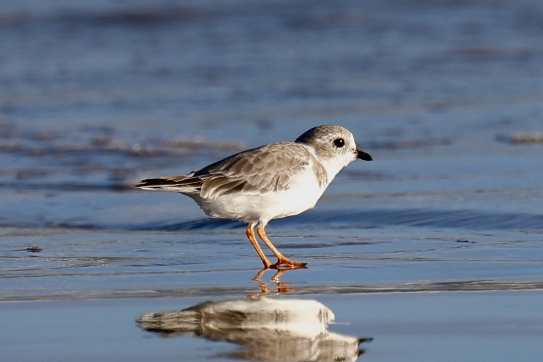 Piping Plover - ML642310906