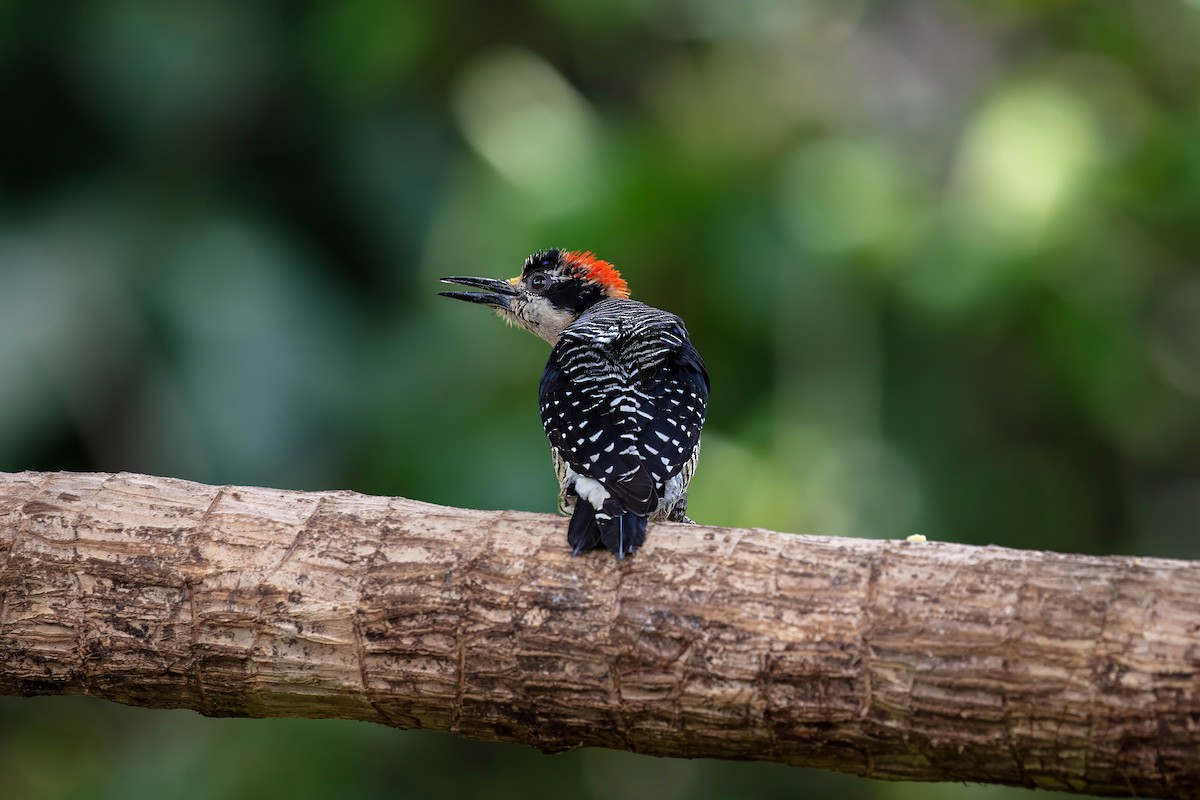Black-cheeked Woodpecker - ML642310910