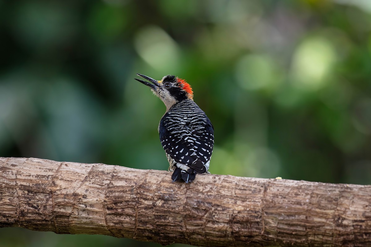 Black-cheeked Woodpecker - ML642310911