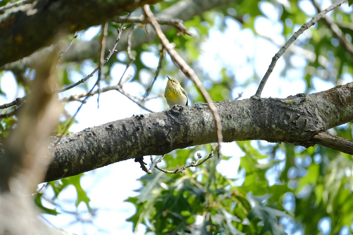 Cape May Warbler - ML642310927