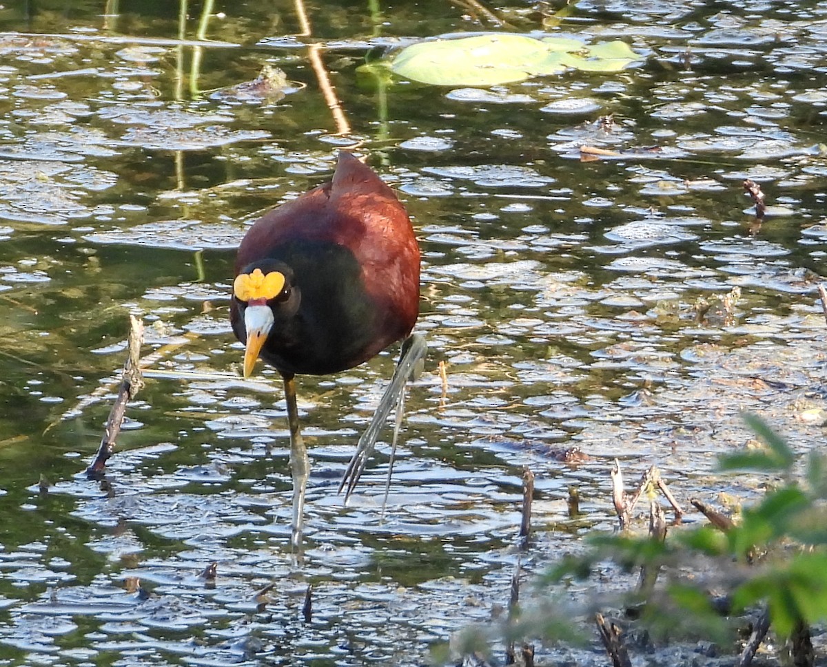Northern Jacana - ML642310936