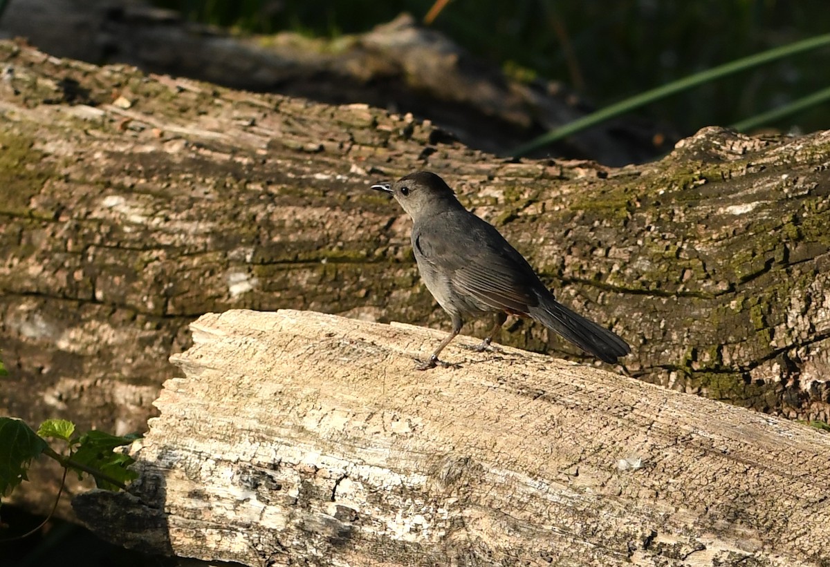 Gray Catbird - ML642310943