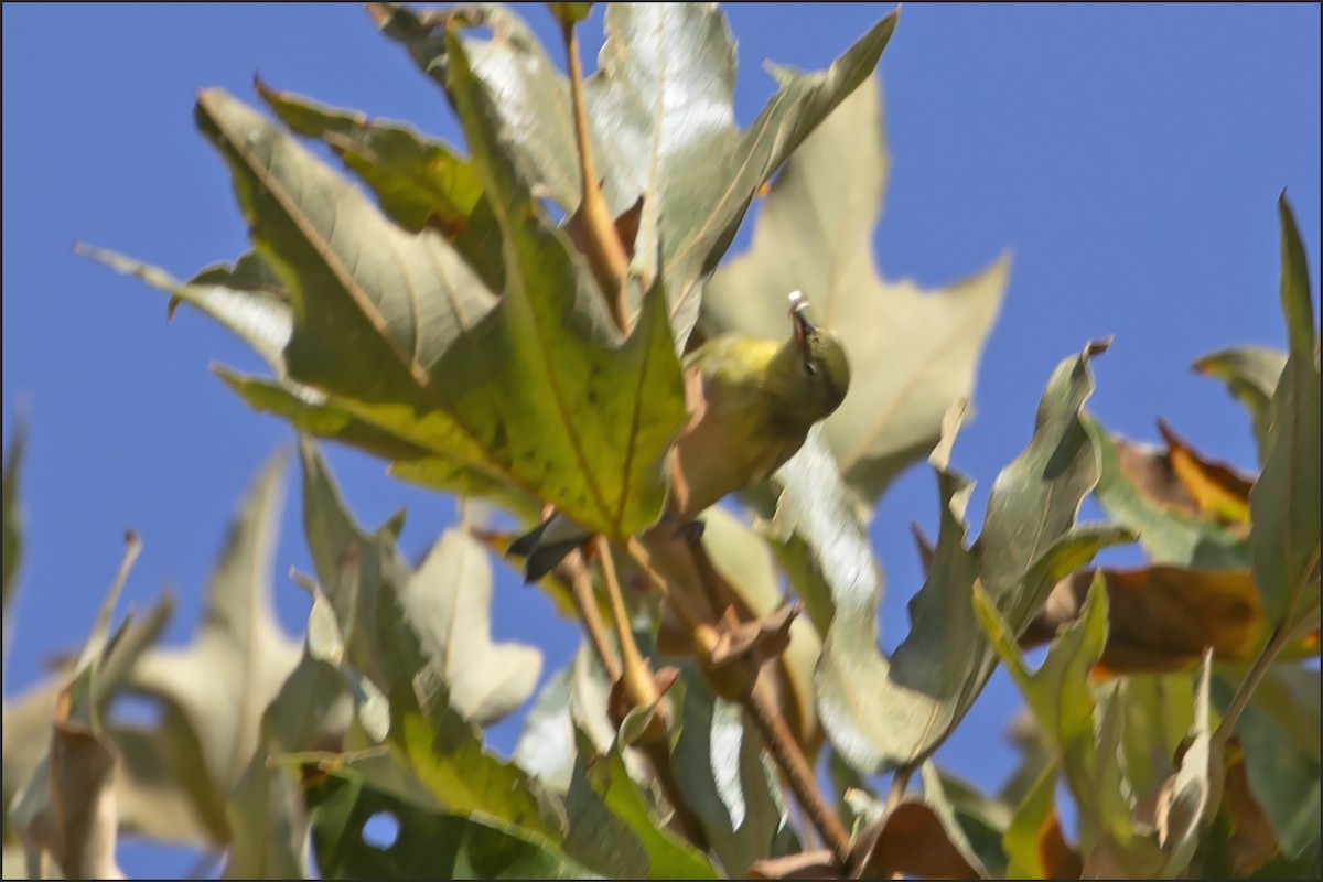 Tennessee Warbler - ML642310945