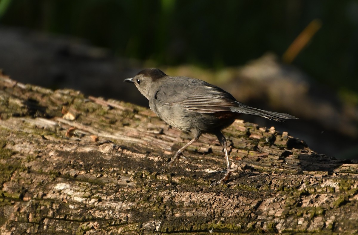 Gray Catbird - ML642310952