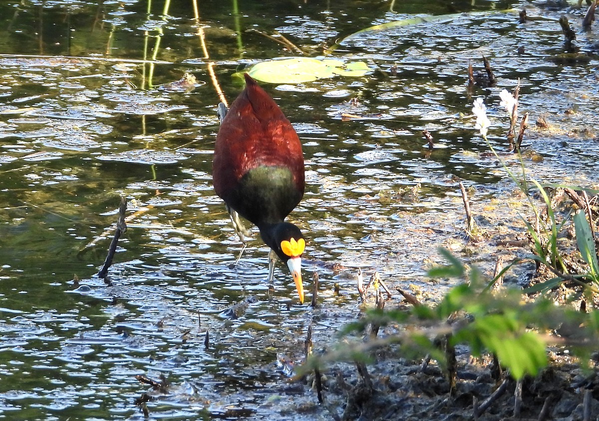 Northern Jacana - ML642310953
