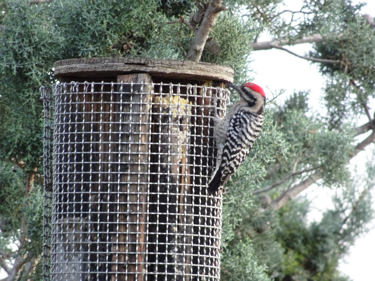 Ladder-backed Woodpecker - ML642310954