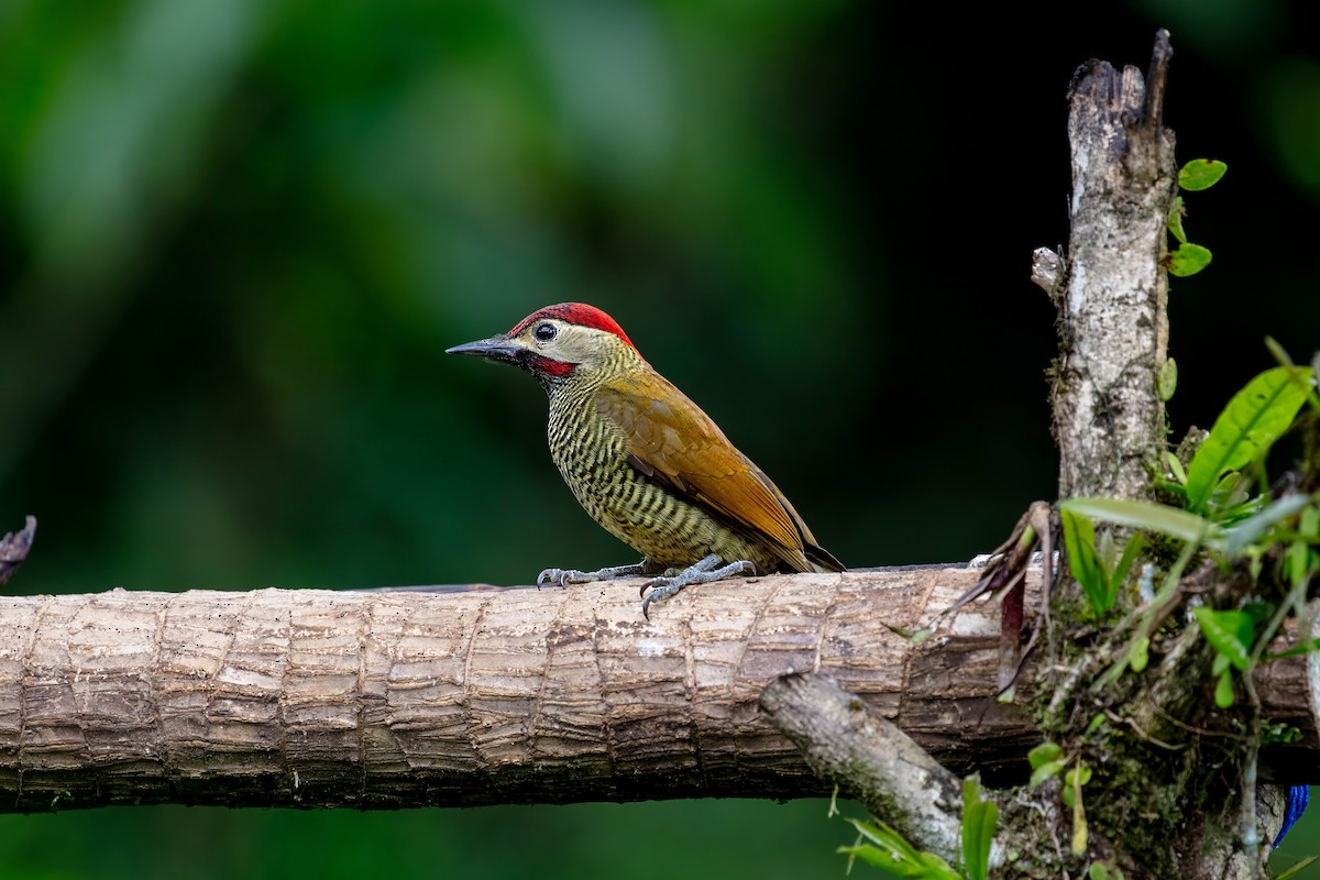 Golden-olive Woodpecker - ML642310955