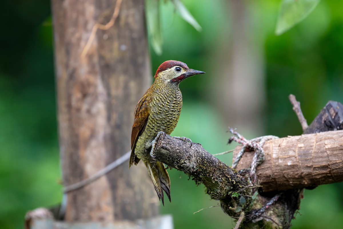 Golden-olive Woodpecker - ML642310956