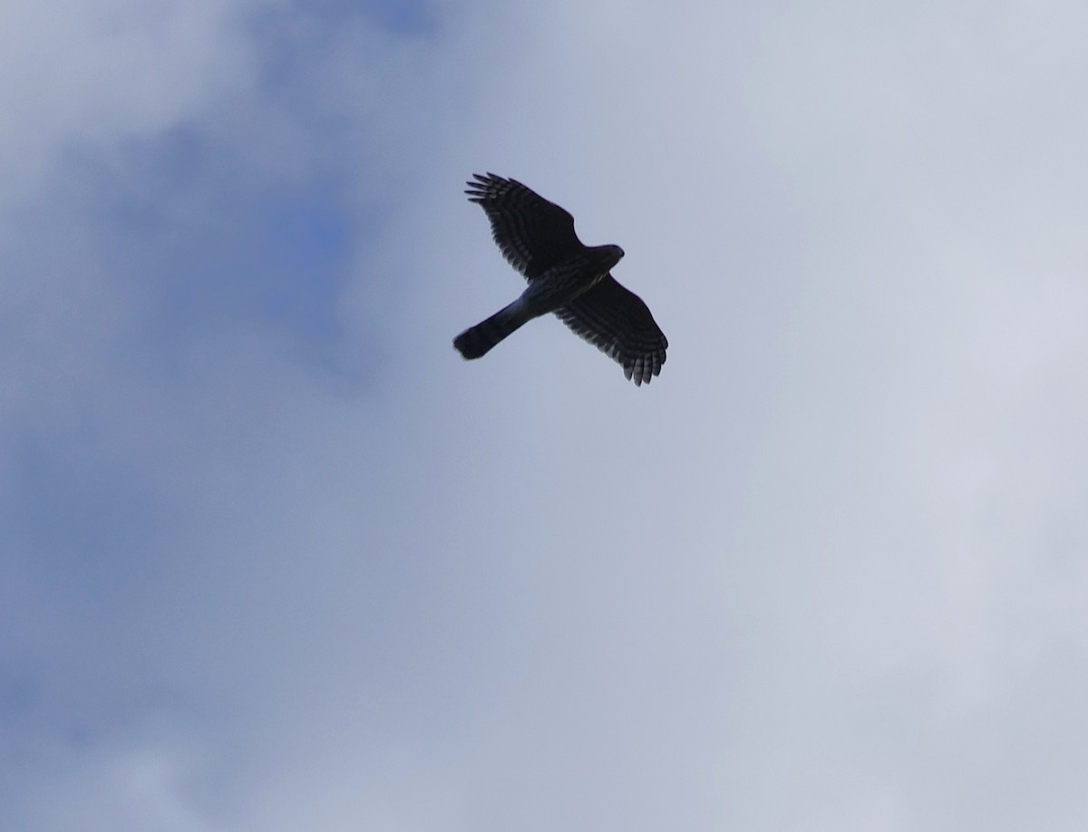 Sharp-shinned Hawk - ML642310957