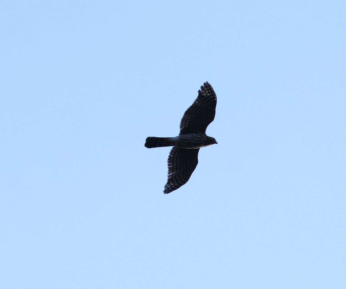 Sharp-shinned Hawk - ML642310958