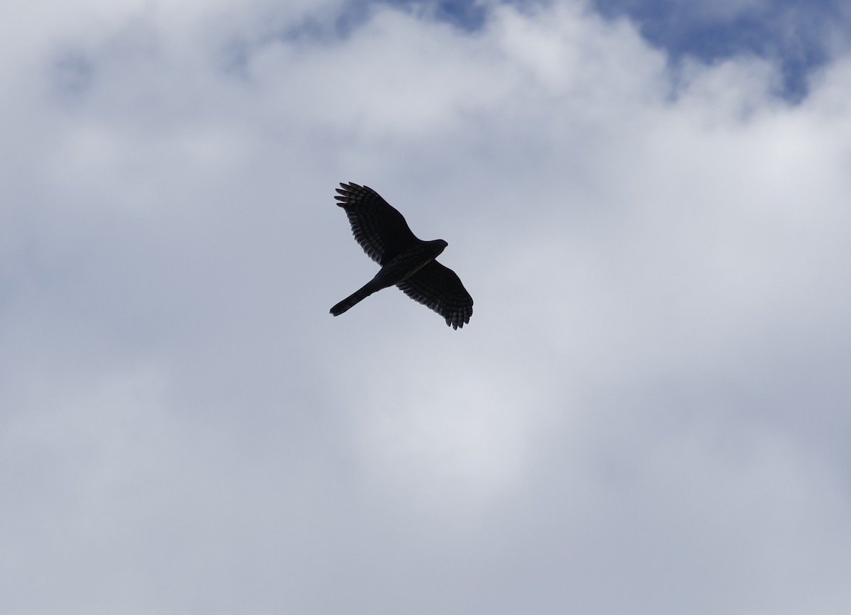 Sharp-shinned Hawk - ML642310959
