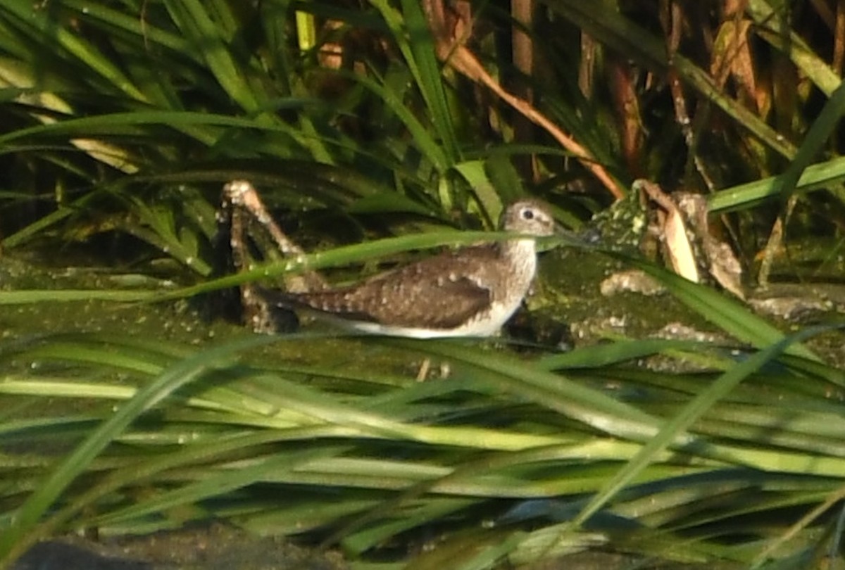 Solitary Sandpiper - ML642310960
