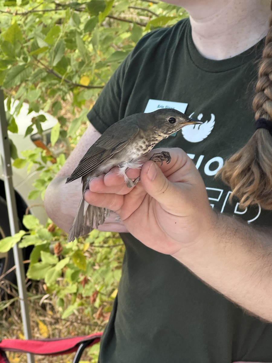 Gray-cheeked Thrush - ML642310963