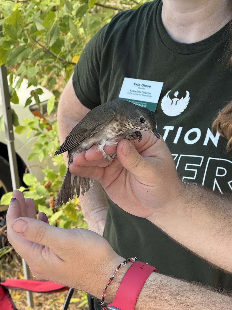Gray-cheeked Thrush - ML642310964