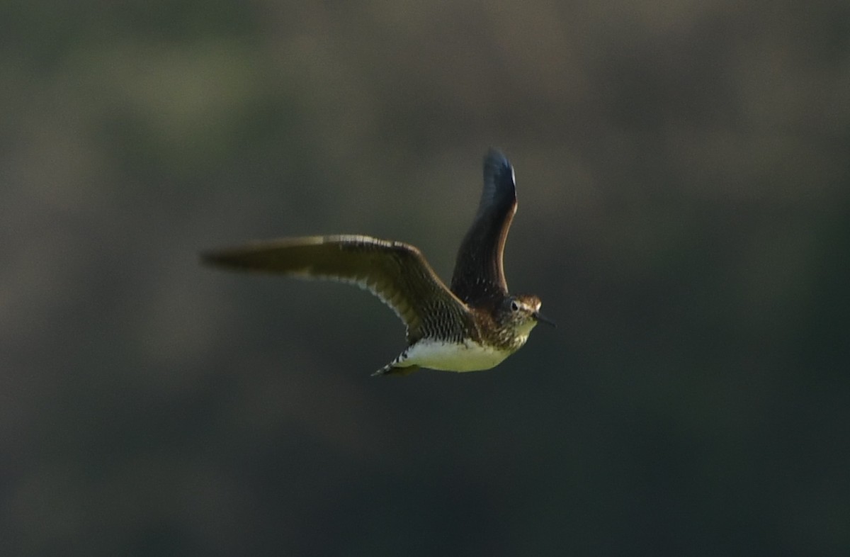 Solitary Sandpiper - ML642310965