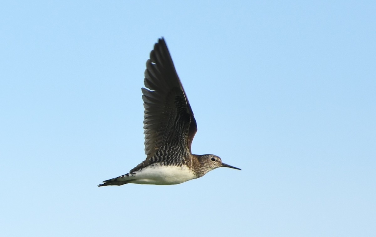 Solitary Sandpiper - ML642310966