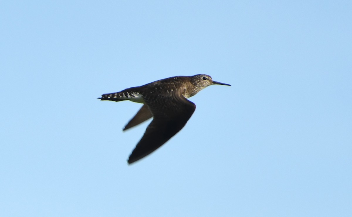 Solitary Sandpiper - ML642310967