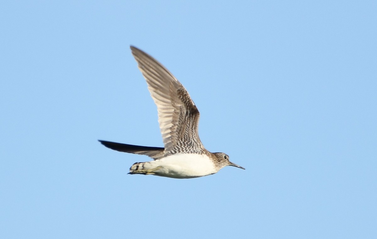 Solitary Sandpiper - ML642310968