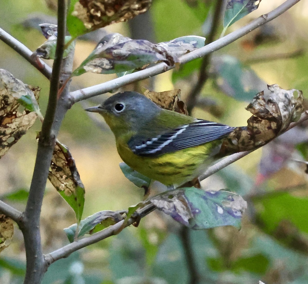 Magnolia Warbler - ML642310969