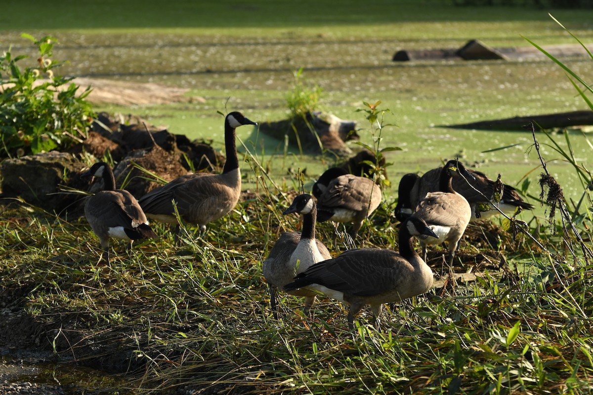 Canada Goose - ML642310970