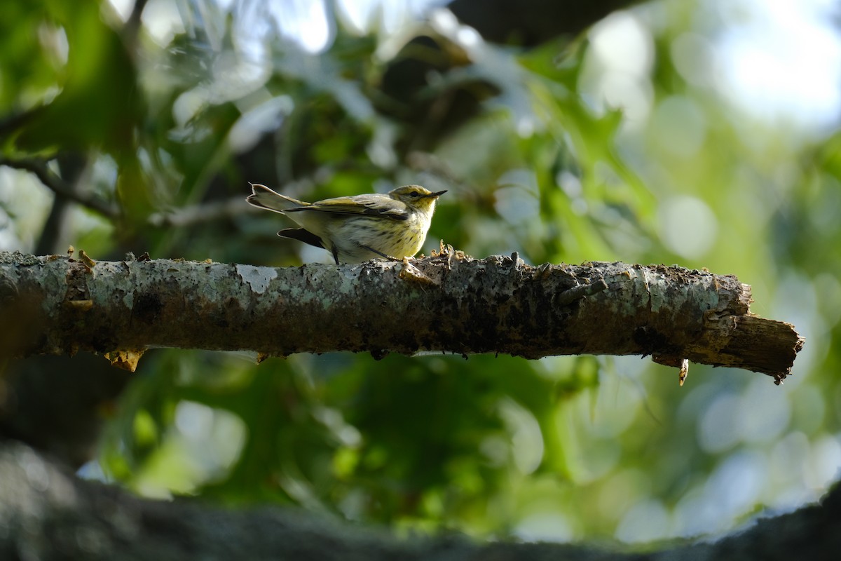 Cape May Warbler - ML642310972