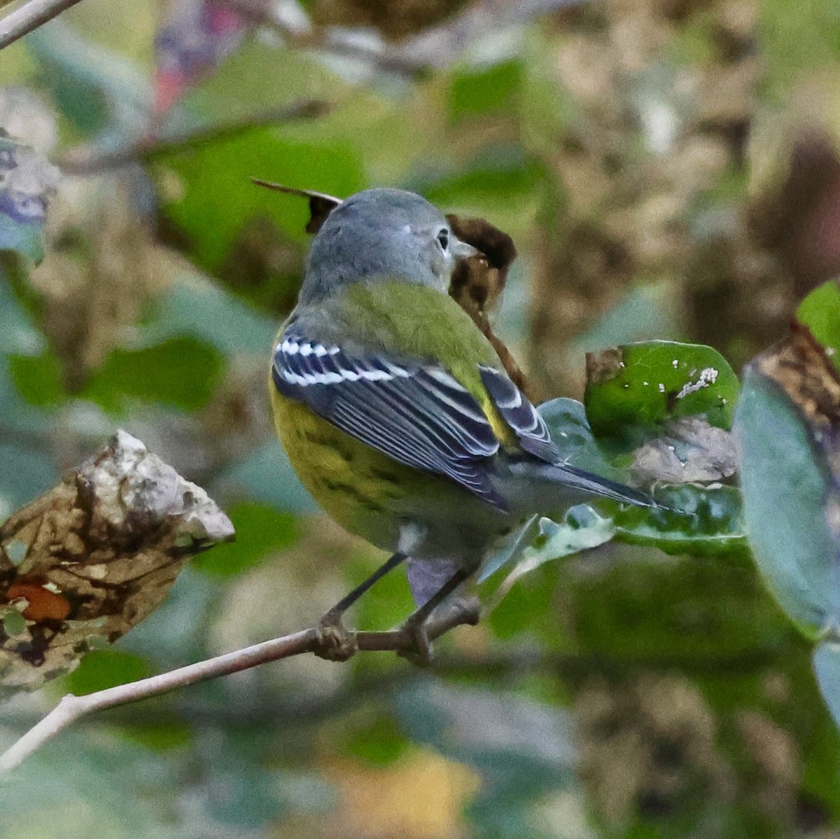 Magnolia Warbler - ML642310973