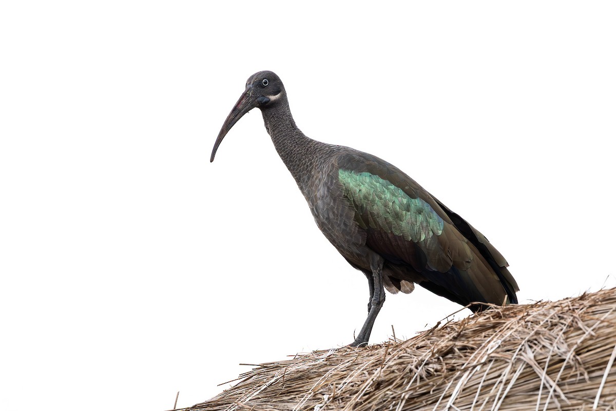 Hadada Ibis - ML642310974