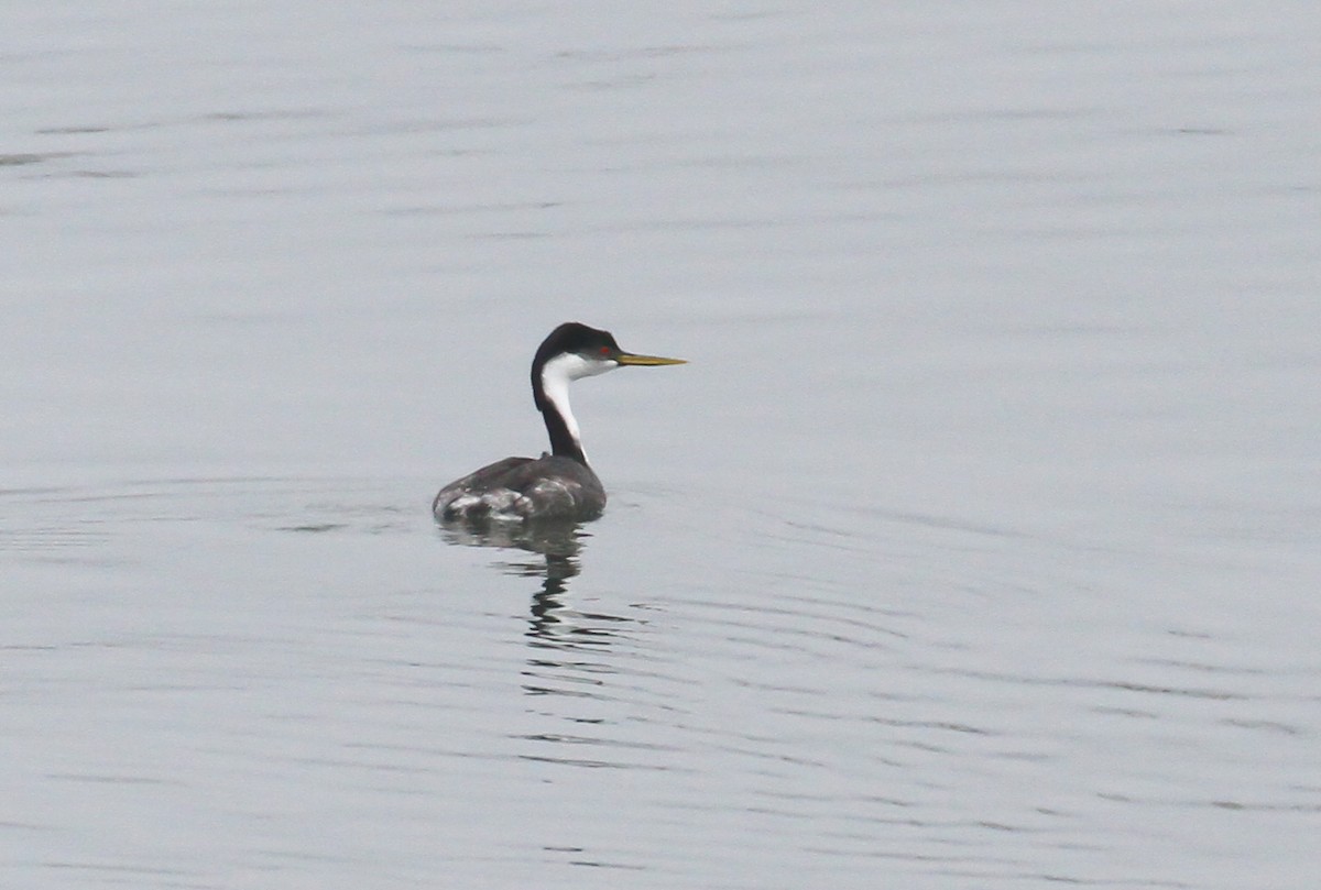 Western Grebe - ML642310976