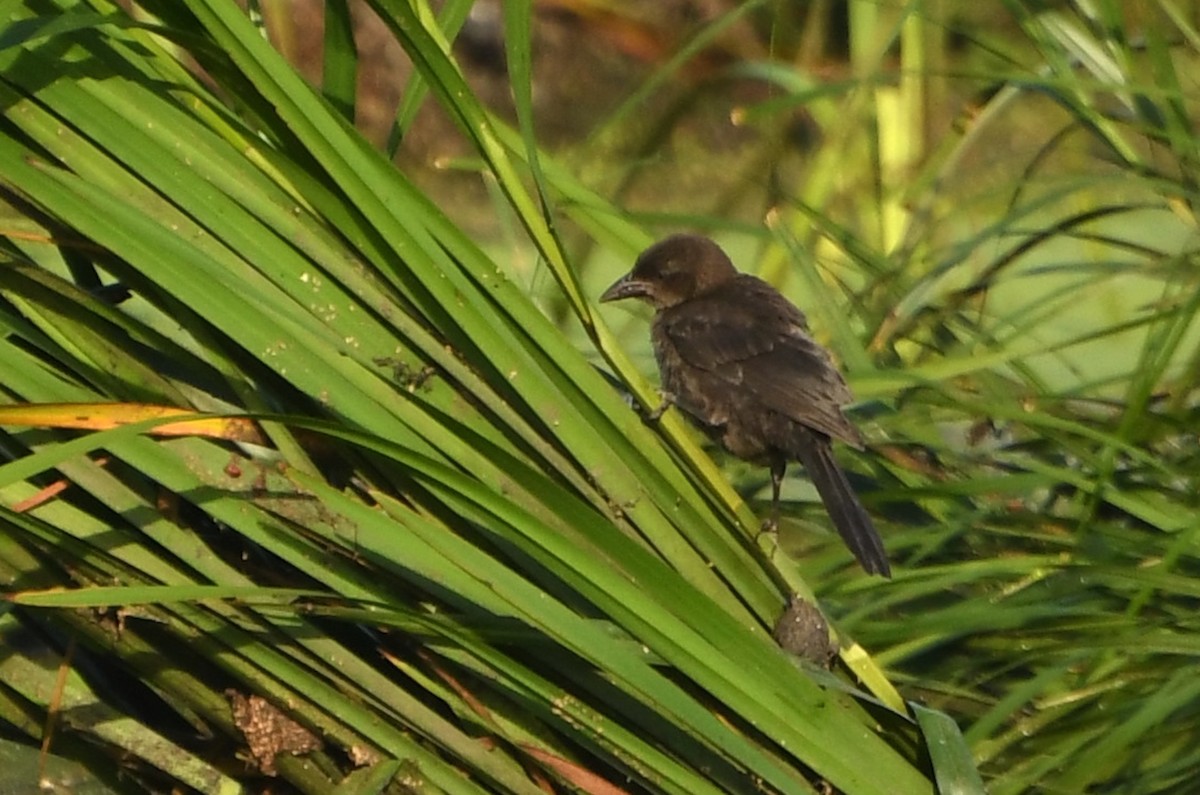 Common Grackle - ML642310977