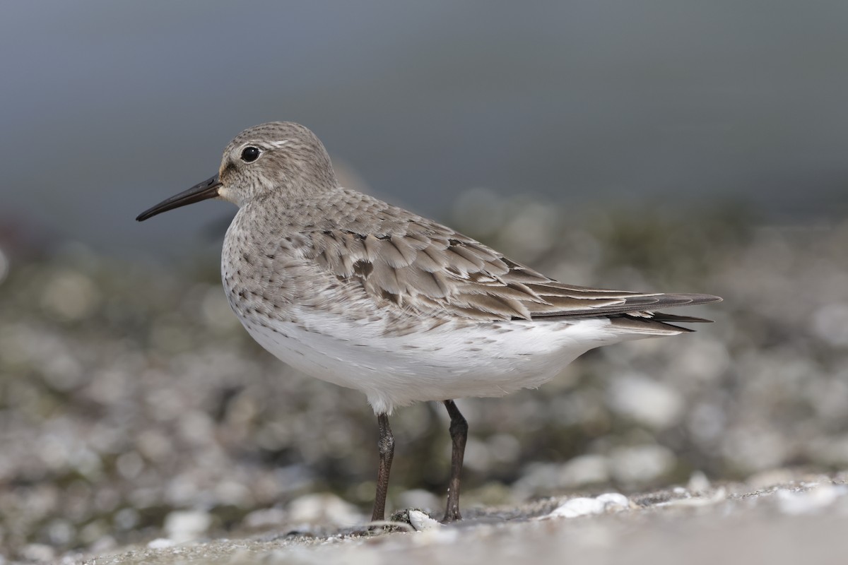 White-rumped Sandpiper - ML642310978