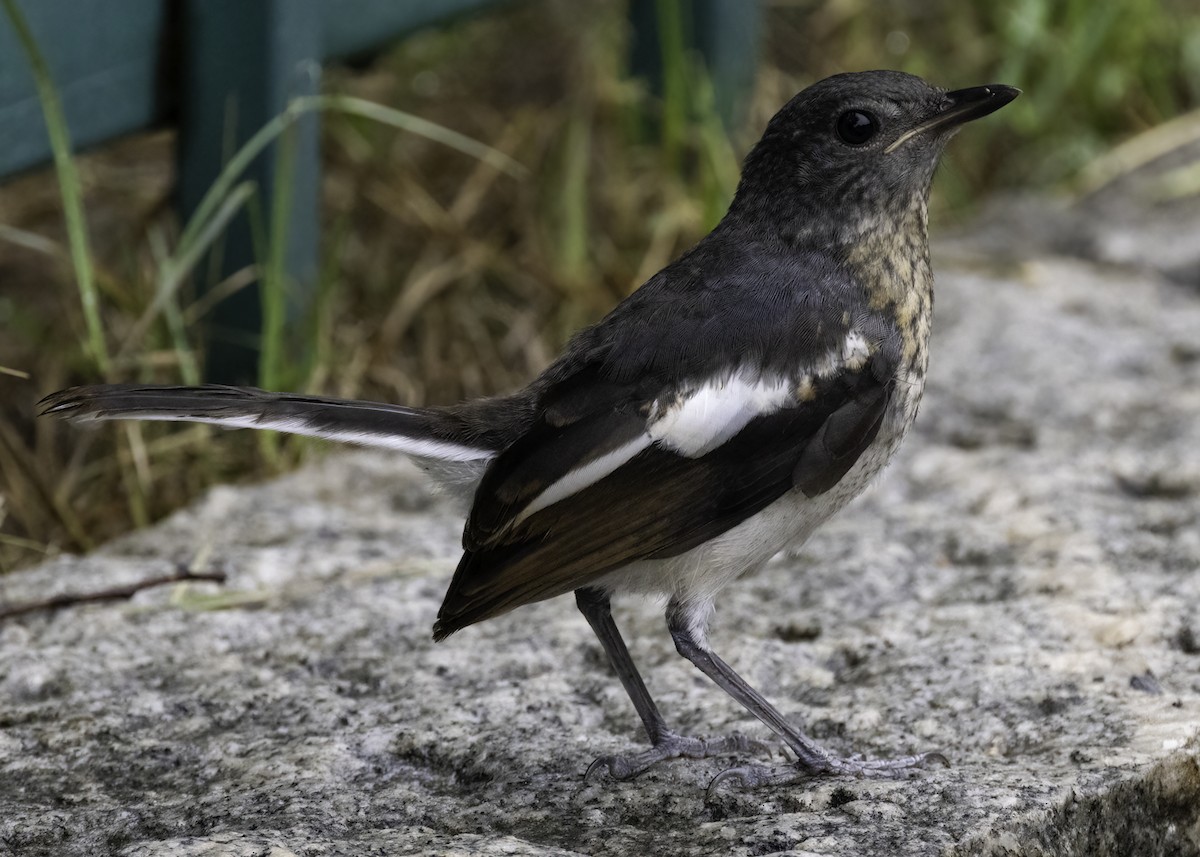 Oriental Magpie-Robin - ML642310979