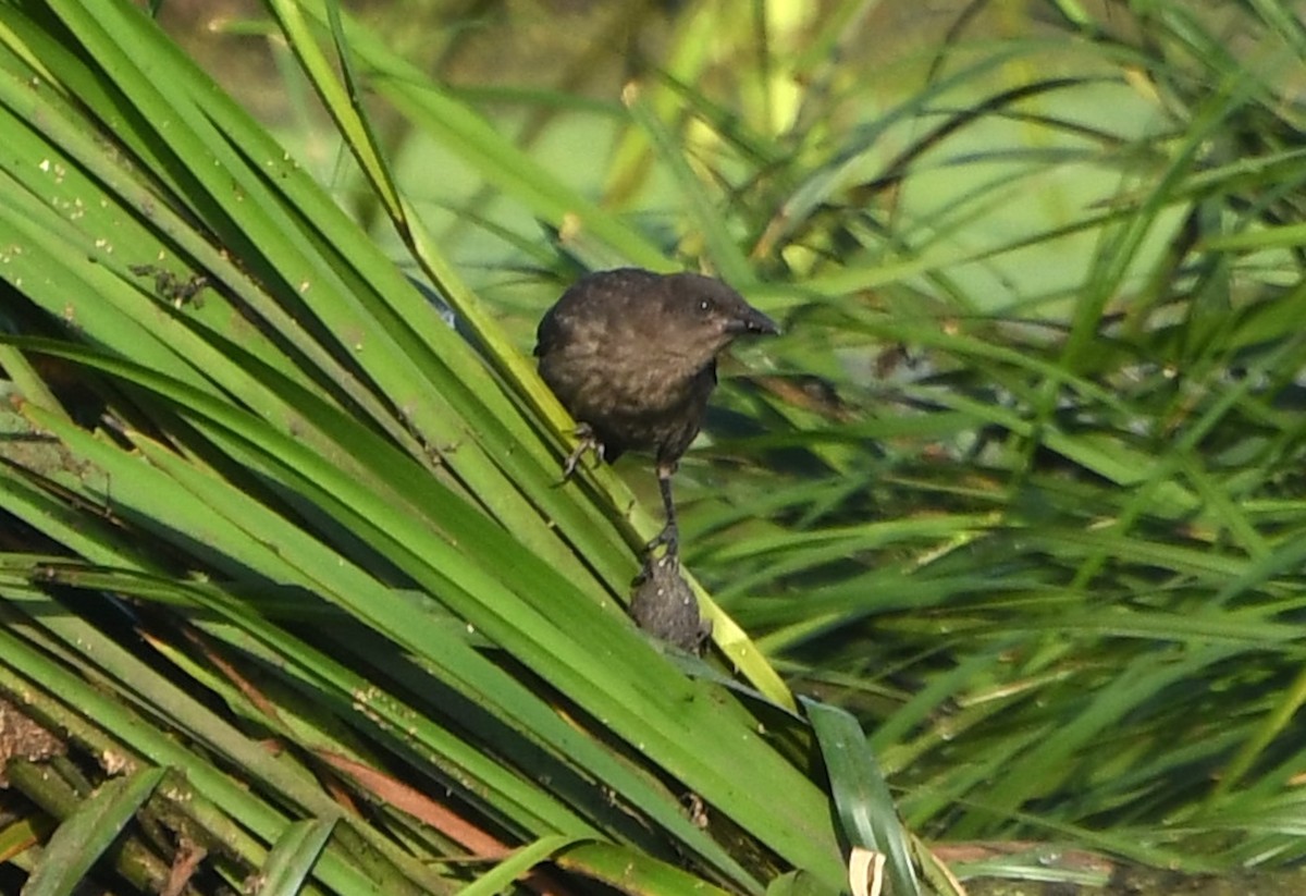 Common Grackle - ML642310980