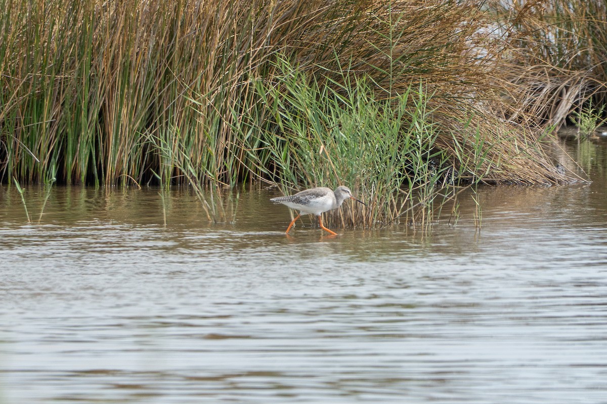 Dunkelwasserläufer - ML642310985