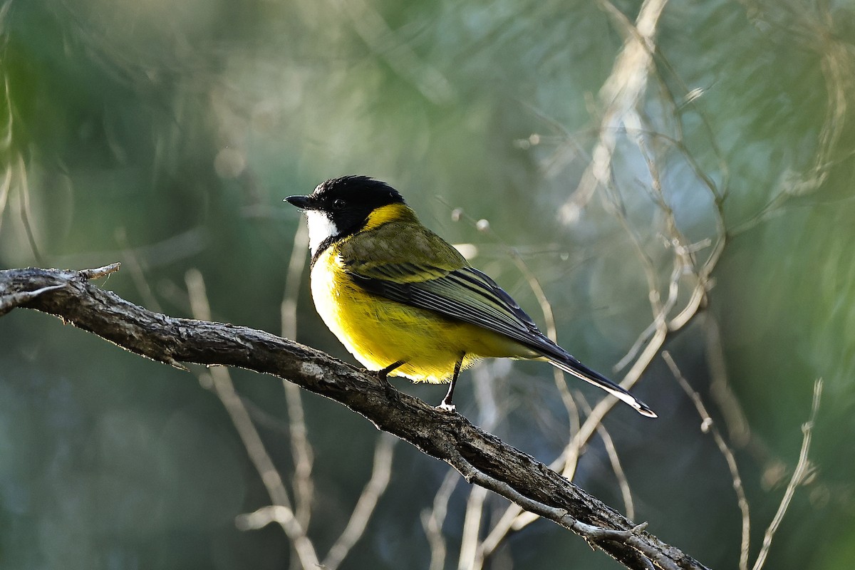 Golden Whistler (Western) - ML642310986