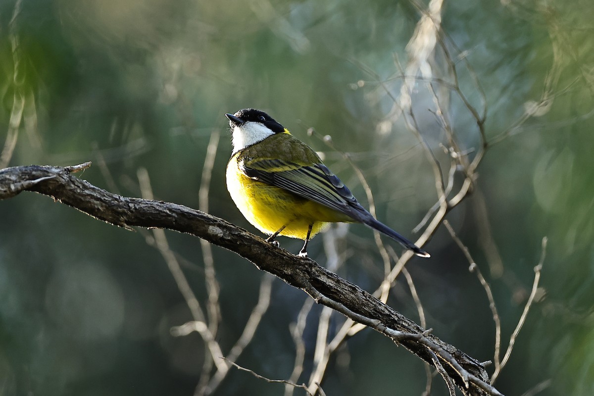 Golden Whistler (Western) - ML642310987