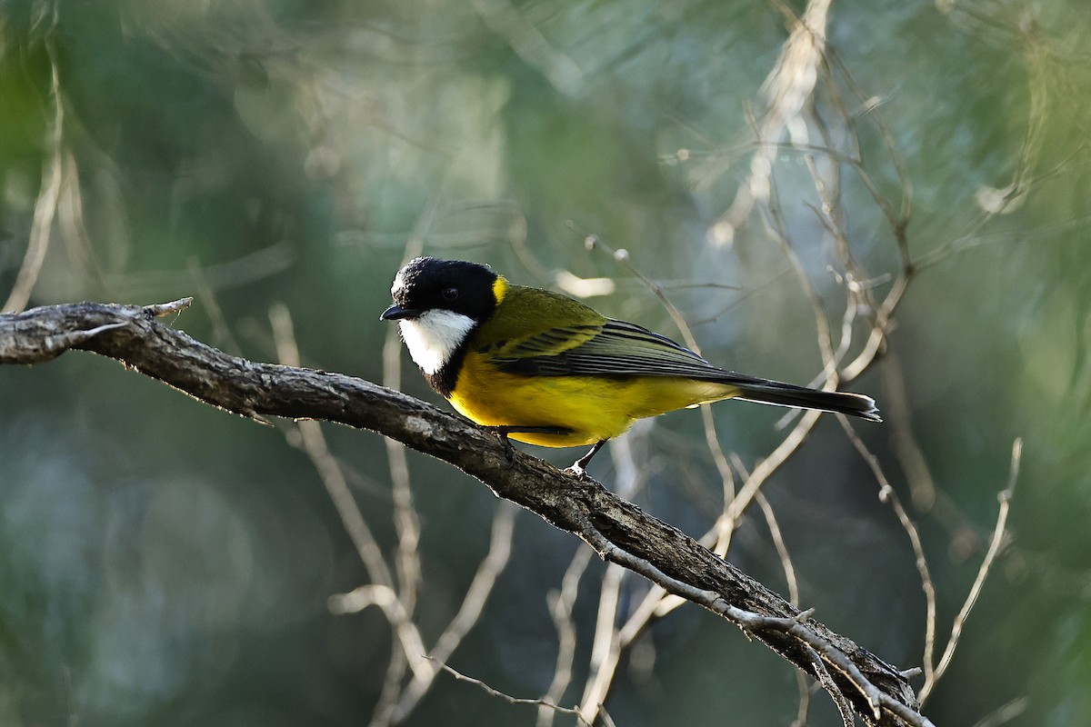 Golden Whistler (Western) - ML642310988