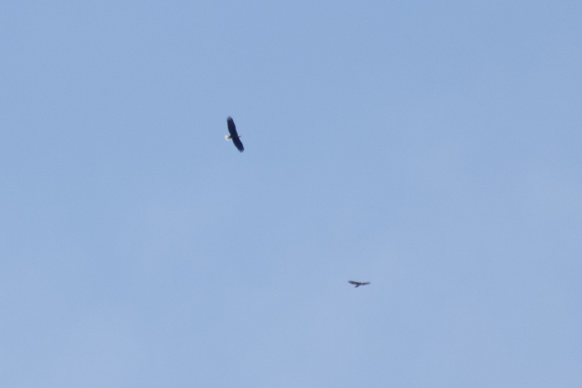 Bald Eagle - ML642310991
