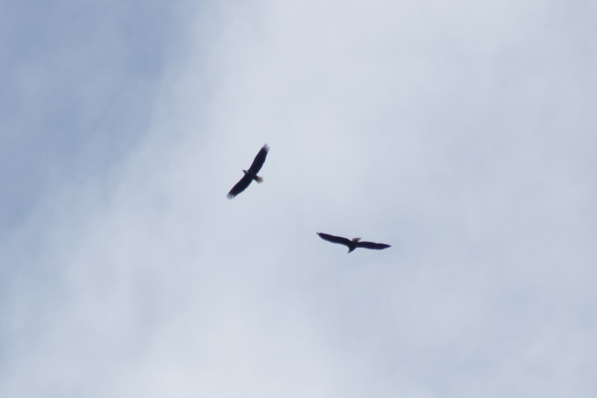 Bald Eagle - ML642310997