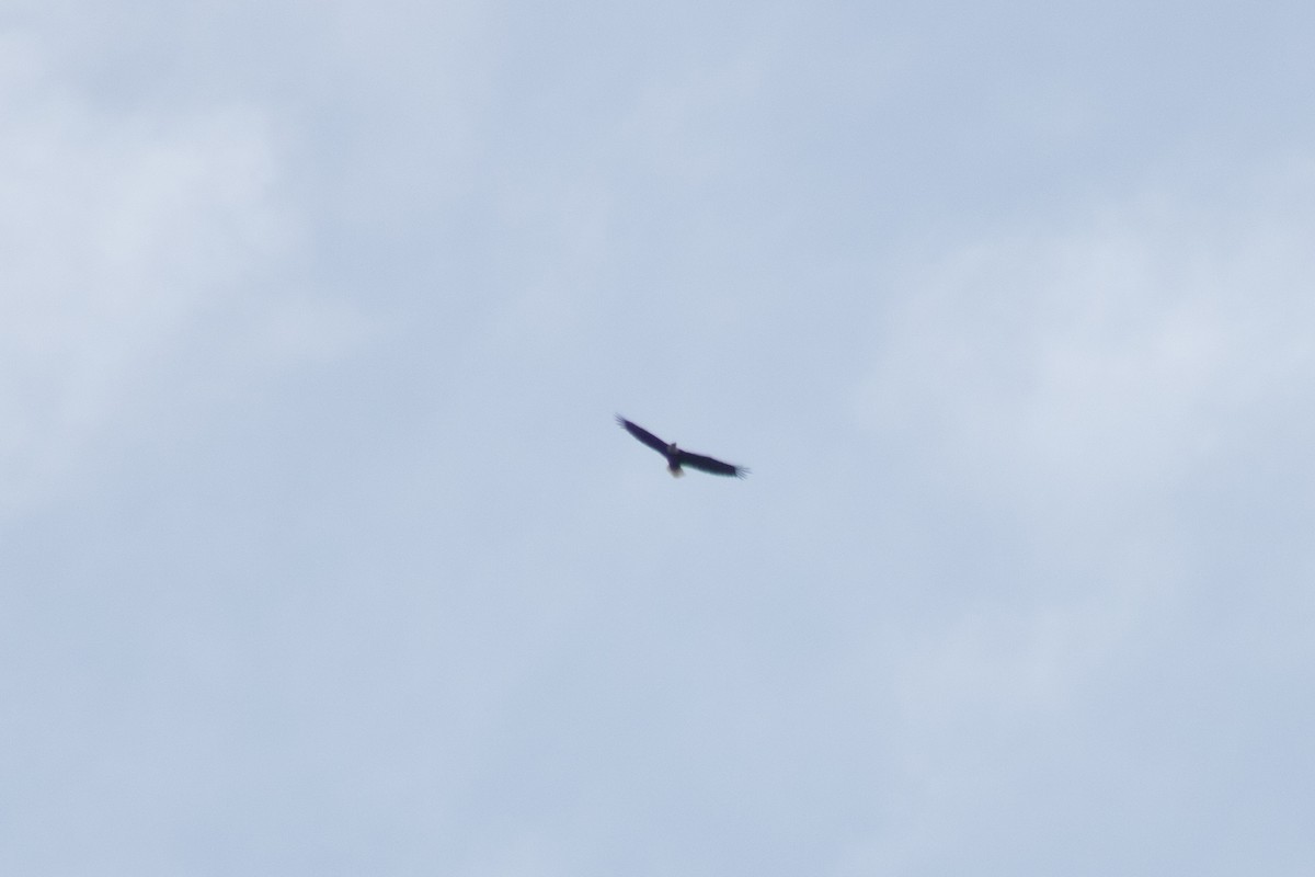 Bald Eagle - ML642310998