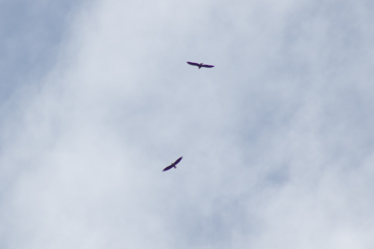 Bald Eagle - ML642311000