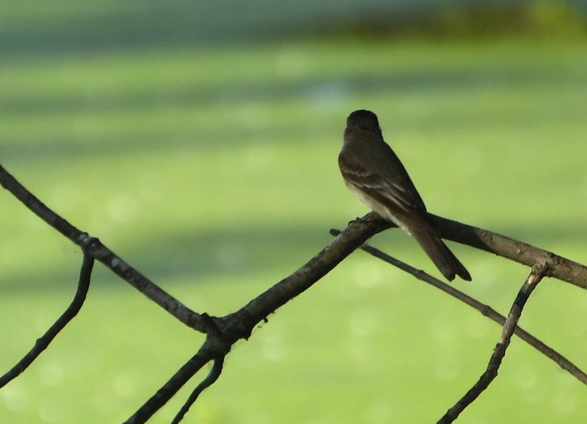 Eastern Wood-Pewee - ML642311002