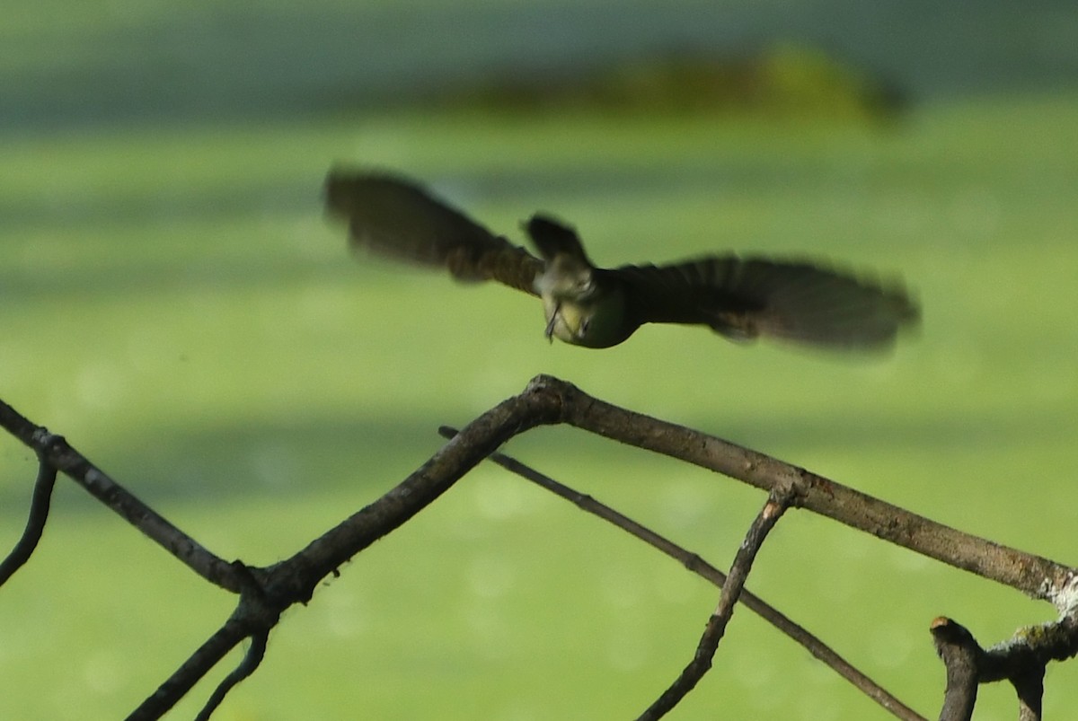 Eastern Wood-Pewee - ML642311004
