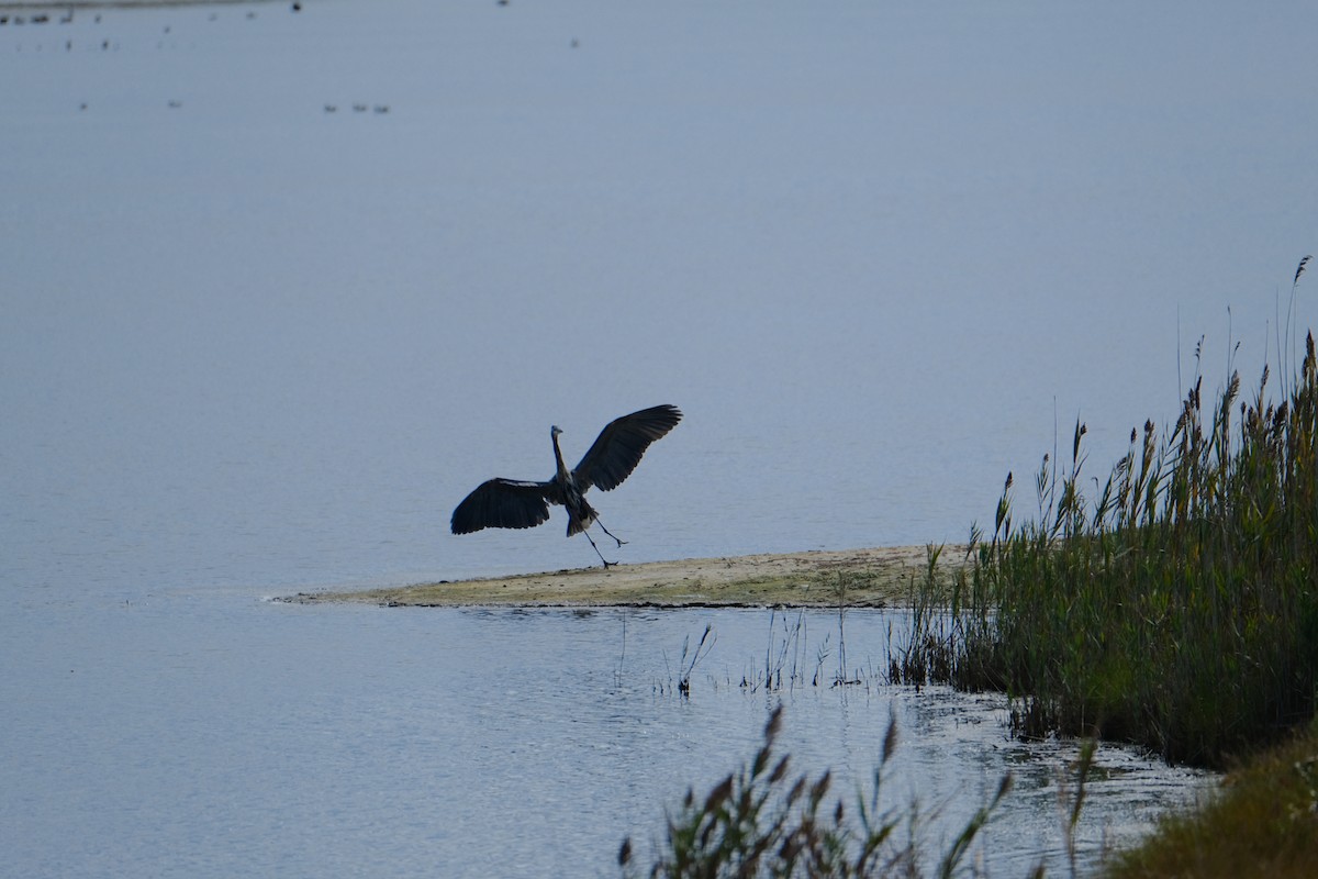 Great Blue Heron - ML642311006