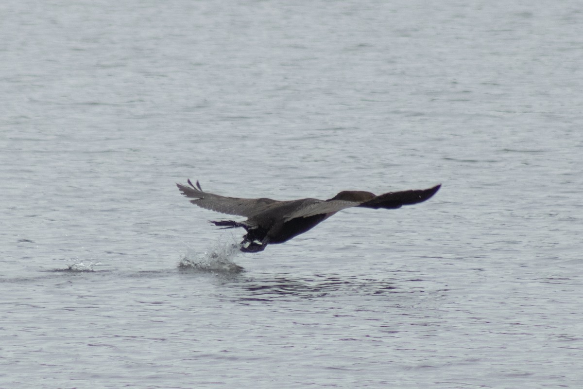 Double-crested Cormorant - ML642311008