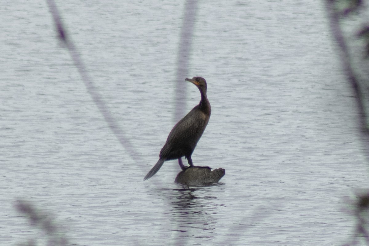 Double-crested Cormorant - ML642311009