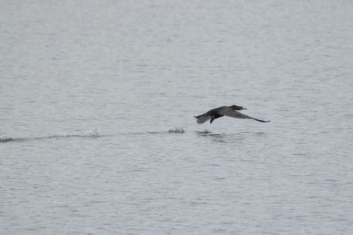 Double-crested Cormorant - ML642311010