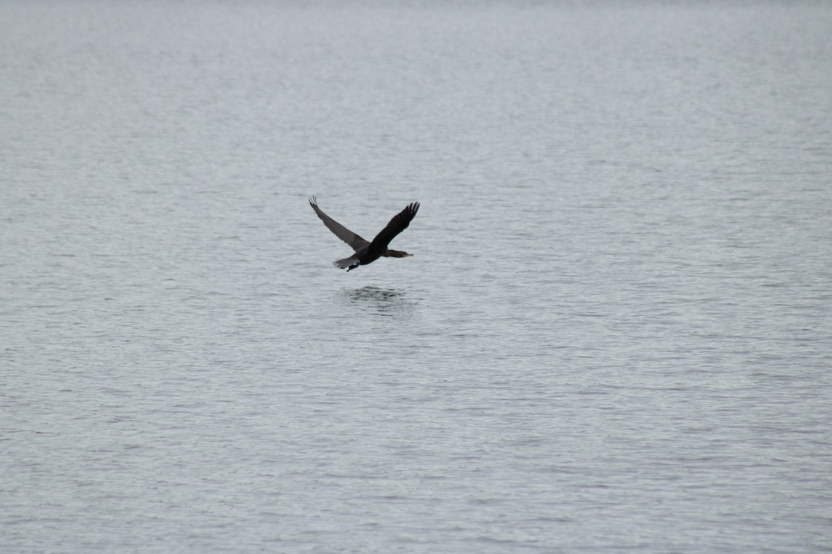 Double-crested Cormorant - ML642311011